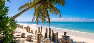 Palm%20on%20Beach-Grande%20vignette.jpg