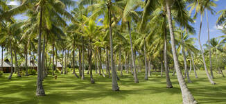 Cocoteraie-Petite%20vignette.jpg