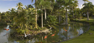308MeliaCaribeBeach-Gardens%20Flamencos-Grande.jpg